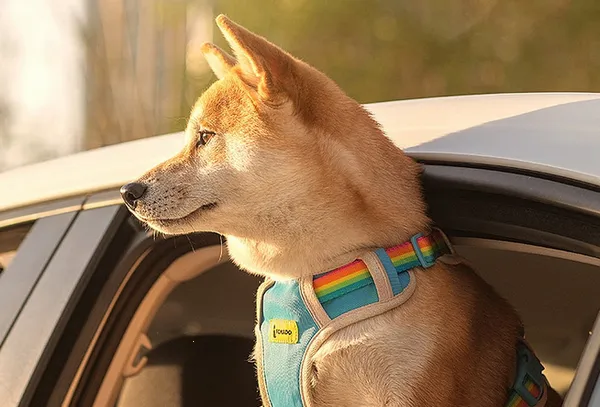 С����2026�ٷ�����