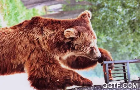 �й�����԰Э��2026�ٷ����°汾